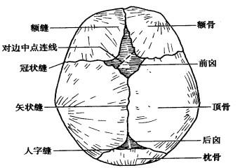 头颅冠状缝图片