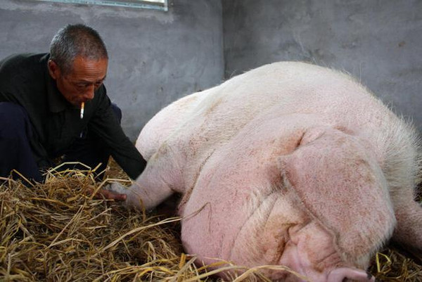 中国6000斤猪王图片图片