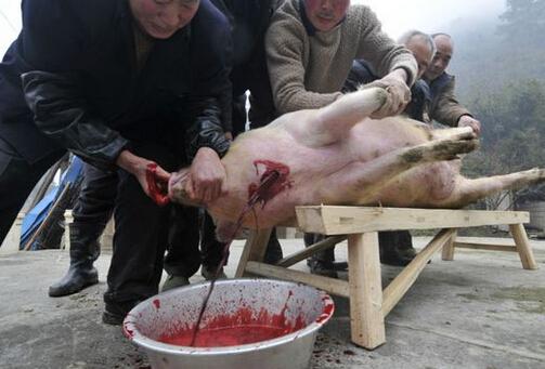 杀猪全过程放血图片