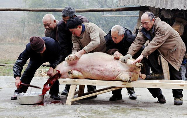 贵州农村杀猪图片