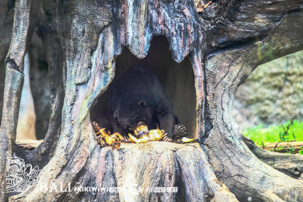 【巴厘岛】bali safari marine park奇妙的朋友(巴厘岛野生动物园)