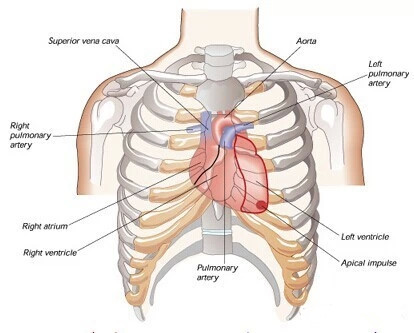 心脏位置图 正确图片