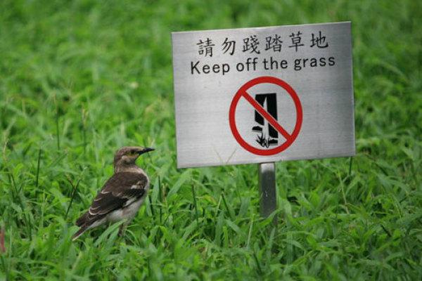 中国的大城市很多草坪上会有一根标语:请勿践踏草地