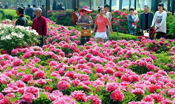 2015年洛陽牡丹花會時間/地點/活動