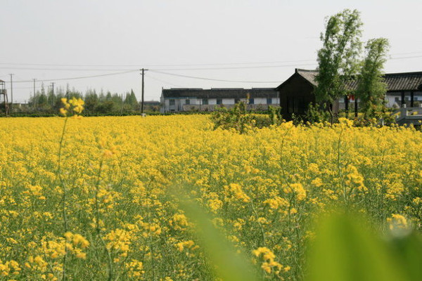 2015上海奉贤庄行油菜花节