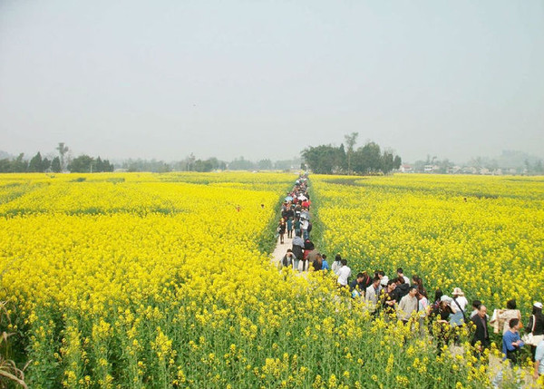 2015重慶潼南油菜花節