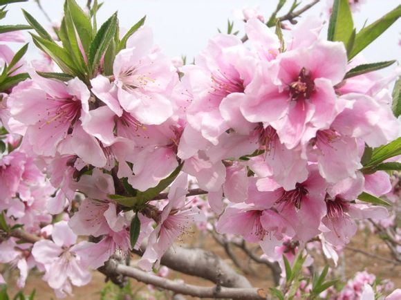 2015临沂李官桃花节