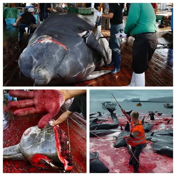 血腥残忍谎言与杀戮揭秘日本捕鲸真相