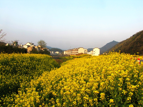 老家歙县的油菜花海