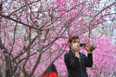 昨天，东城区明城墙遗址公园，一位游客戴着口罩赏花。