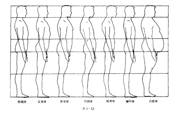 人体体型分析图片