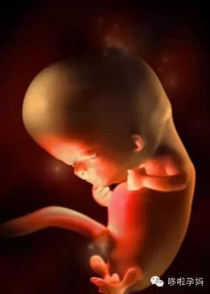 胎儿发育第7周:胚胎长约12毫米,大头与身体不成比例