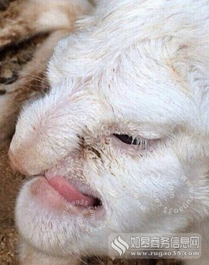 俄罗斯人面羊羔 酷似"大鼻愤怒老人"