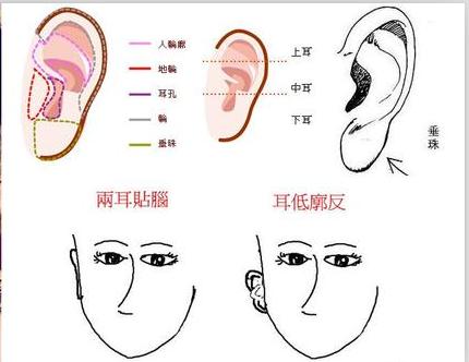 常見的十種女性耳相 能看見你的未來|常見的十種女性