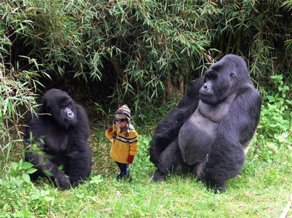 动物好伙伴大猩猩图片