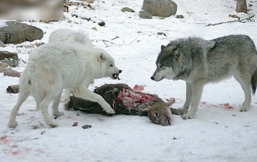 实拍凶猛狼群雪地聚餐的罕见场面