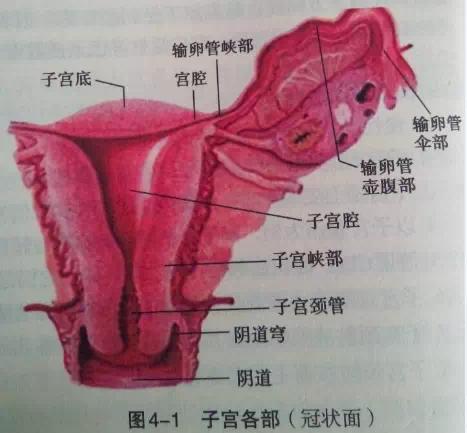 怀孕10周子宫位置图片图片