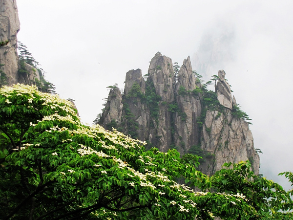 黄山春景图片