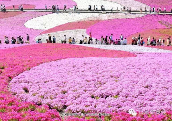 羊山公園芝櫻從東京容易前往的賞芝櫻名處有富士芝櫻(山梨縣) ,芝櫻之