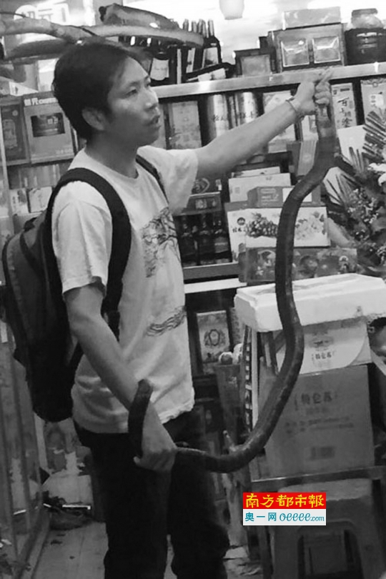 张亮将2米多长的眼镜王蛇抓住受访者供图