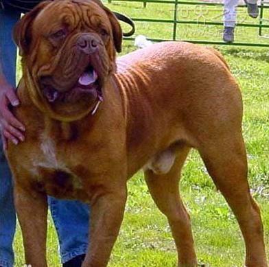 世界上最贵的狗恐怖图片