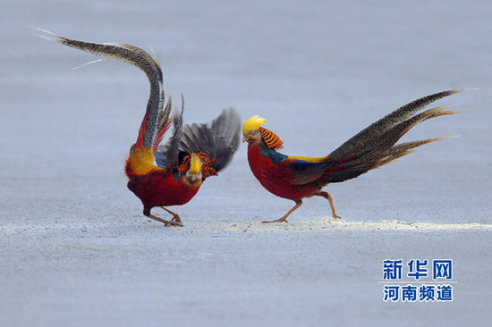 生态三门峡成红腹锦鸡的乐园