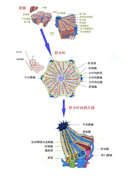肝小叶结构图微细图片