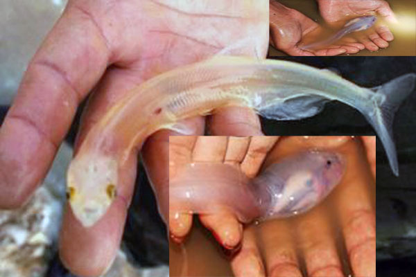 透明鱼寄生虫图片