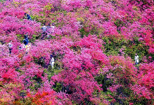 通山大幕山杜鹃花地址图片