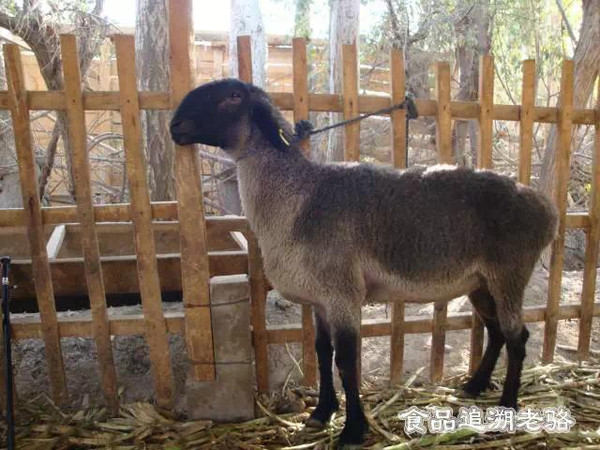新疆麦盖提羊图片