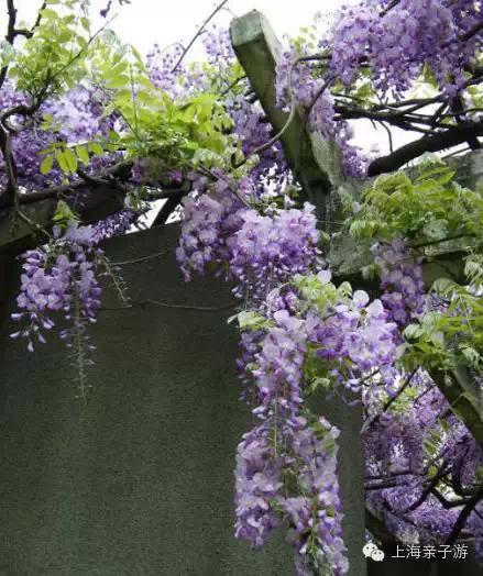 上海紫藤花觀賞地五大