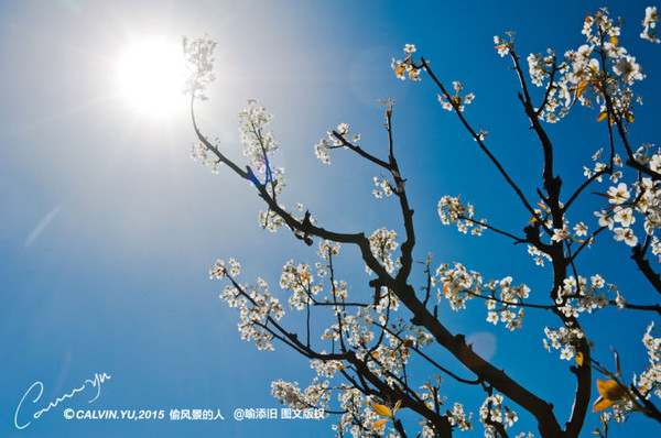 柳綠鶯歌燕舞鳥語花香河水解凍春意正濃煙花三月滿園春色萬木競秀春