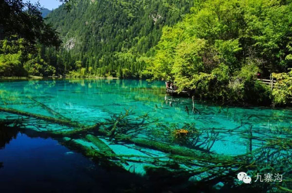 五月九寨溝:這個初夏遇見你的綠湖(圖)