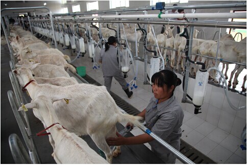 根据陕西省动物疫病预防与控制中心检验科检测证明:应用机械技术挤奶