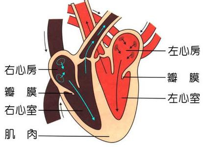 您真的患上心肌缺血了吗