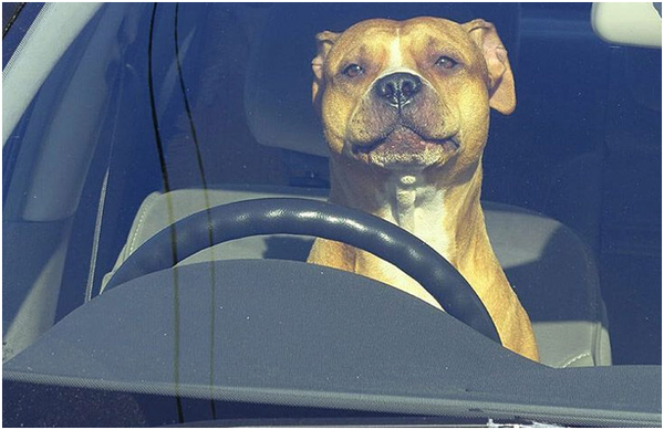 狗开车头像图片
