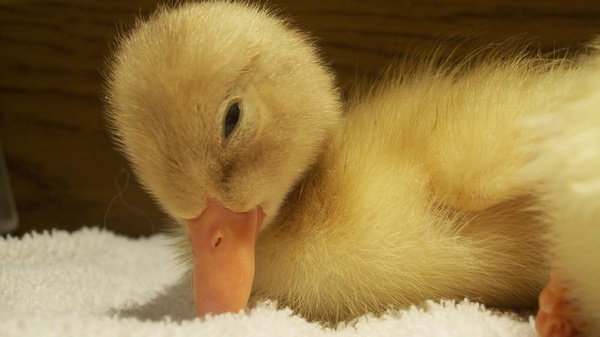 小鸭刚出生的样子图片