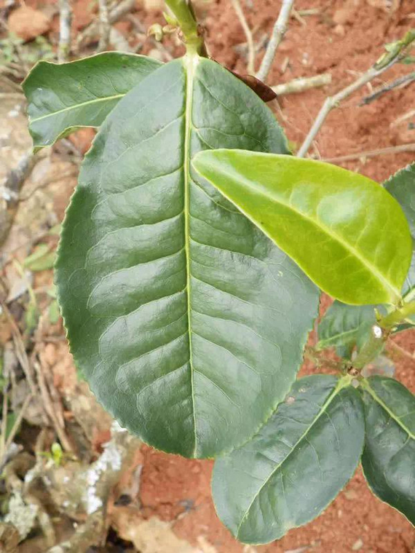 不同茶树的叶