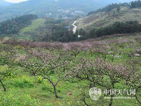 重庆虎溪桃花山图片