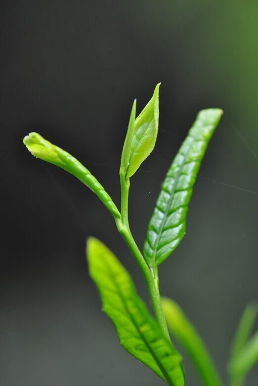 手机壁纸绿色茶叶（手机壁纸绿色 纯色） 手机壁纸绿色茶叶（手机壁纸绿色 纯色）《手机壁纸绿色叶子》 茶叶资讯