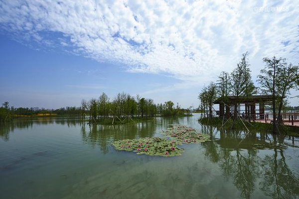 贡湖湾湿地图片