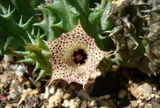 huernia hislopii 月兒蘿藦huernia verekeri 尖銳角duvalia sulcata