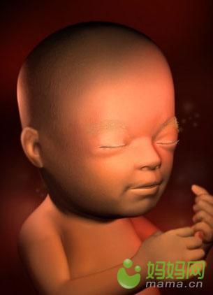 十六周胎儿发育图图片