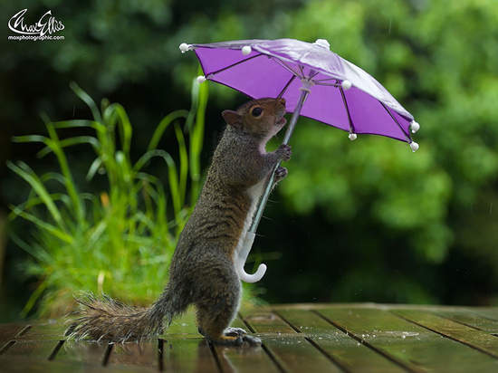 治愈系小松鼠下雨天撑伞!瞬间萌化苍老的心!