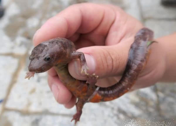 运气杠杠的!男子散步意外捕获一条濒危中国火龙蝾螈