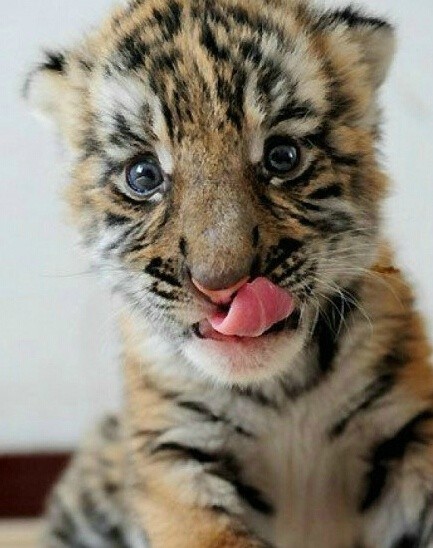 超级可爱的小老虎照片图片