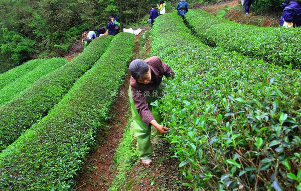 手工采茶