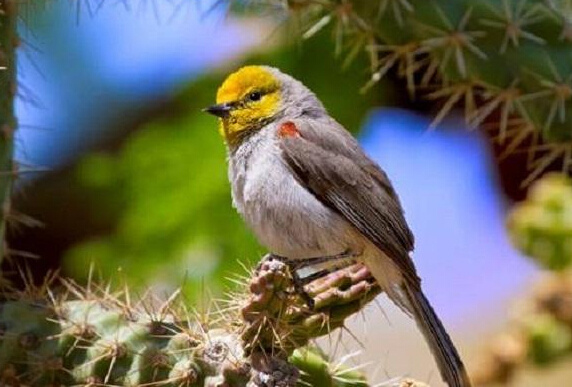 世界上体型最小的鸟类图片