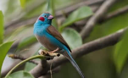 盘点世界上最小的九大鸟类最小仅15克