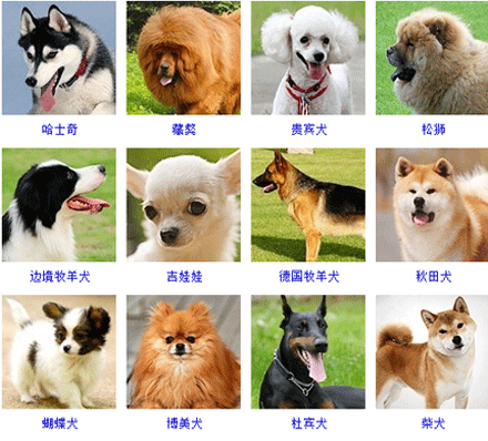 所有狗狗的品种小型图片